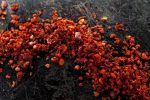 Aleppo Pepper Online Hot Sale