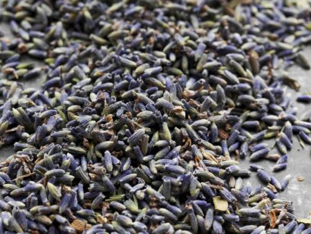 French Lavender Online Hot Sale