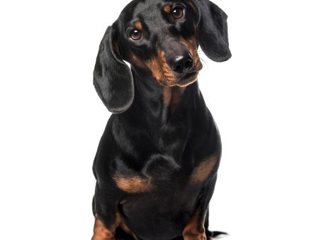 Dachshund Modern Calendar 2025 Cheap