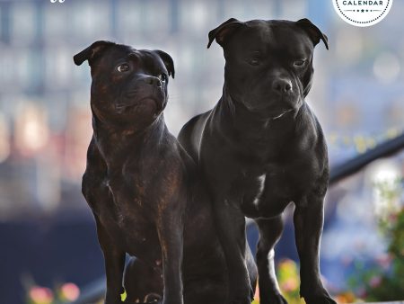 Staffordshire Bull Terrier Deluxe Calendar 2025 Sale